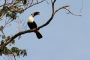 Amazonas06 - 333 * Red-billed Toucan.